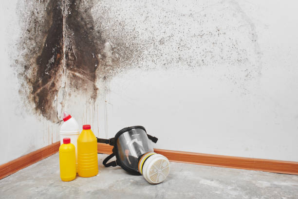 Mold Removal Process in West Mountain, UT