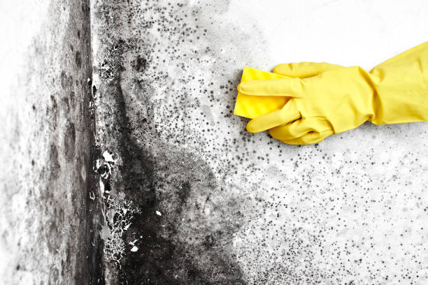 Best Office Mold Removal Services  in West Mountain, UT