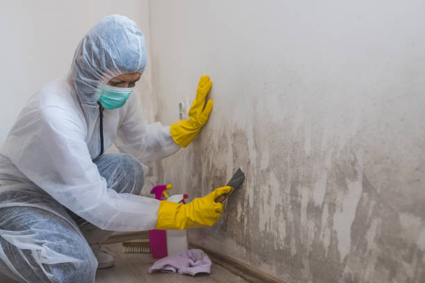 Best Commercial Mold Removal  in West Mountain, UT