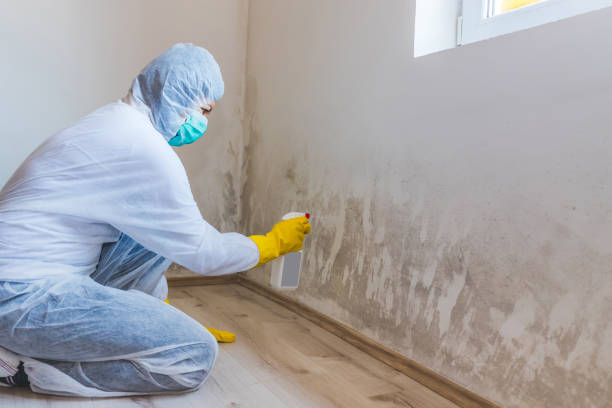 Mold Removal Process in West Mountain, UT