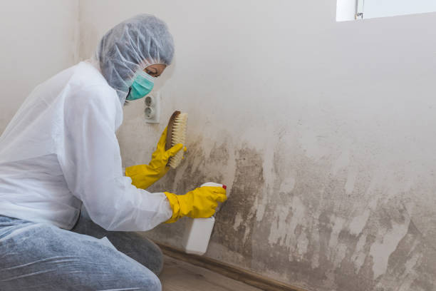 Best Certified Mold Removal  in West Mountain, UT