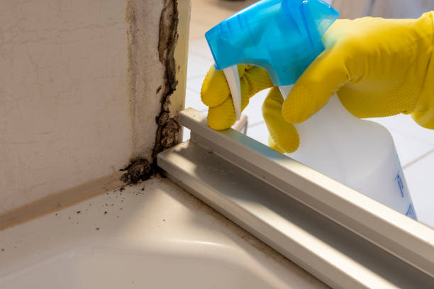 Best Fast Mold Removal  in West Mountain, UT