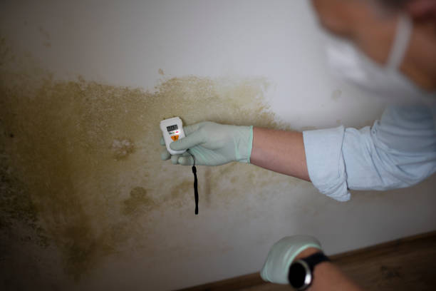 Attic Mold Removal in West Mountain, UT
