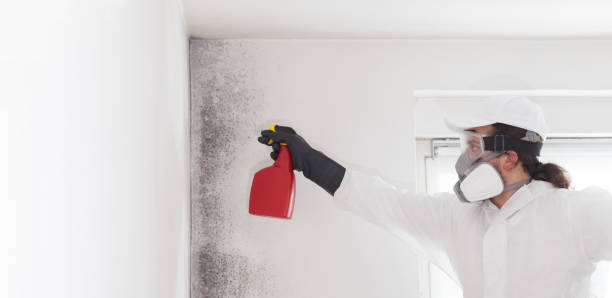 Best Office Mold Removal Services  in West Mountain, UT