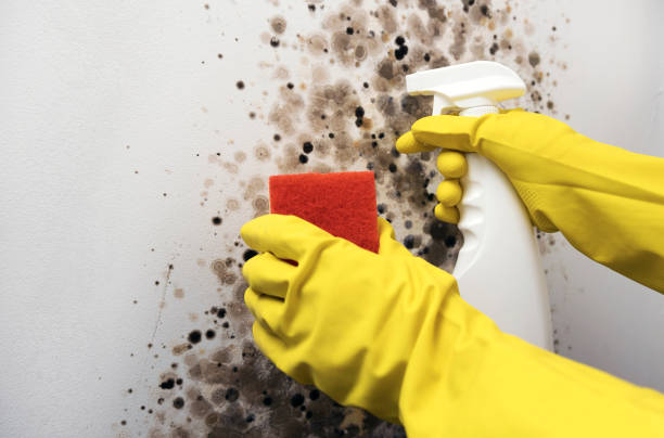 Reliable West Mountain, UT Mold Removal Solutions