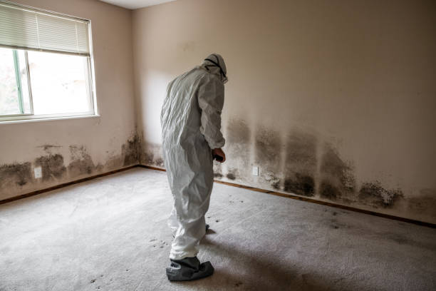 Best Attic Mold Removal  in West Mountain, UT