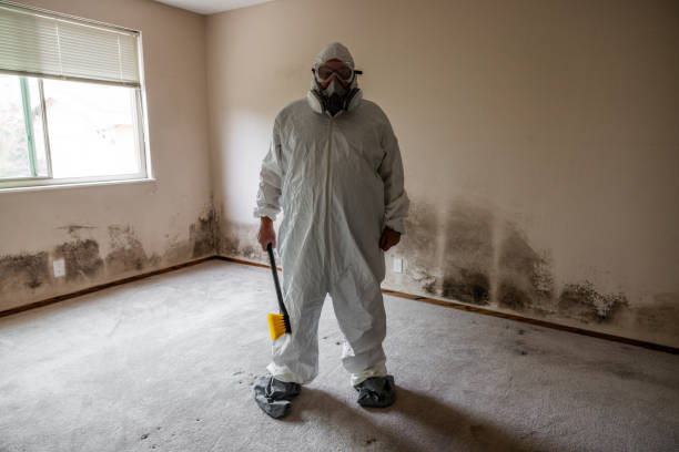Home Mold Removal in West Mountain, UT