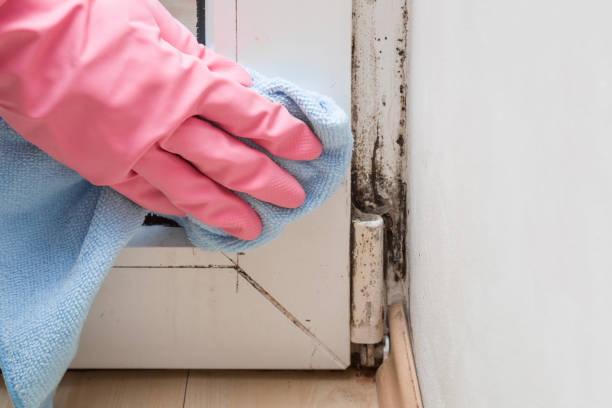 Best Mold Removal Company Near Me  in West Mountain, UT